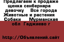 Предлагаем к продаже щенка сенбернара - девочку. - Все города Животные и растения » Собаки   . Мурманская обл.,Гаджиево г.